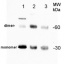 PIP2-1-7 | Plasma membrane aquaporin isoforms 1-7, C-terminal